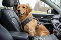 Dog Car Harness Seat Belt, Harness & Seatbelt with 2 in 1 Buckle